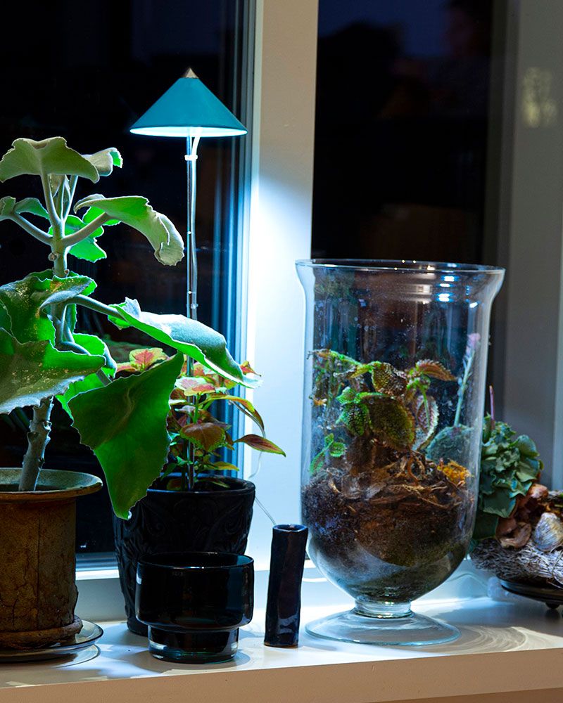 SunLite LED- kasvivalo petroolinsininen