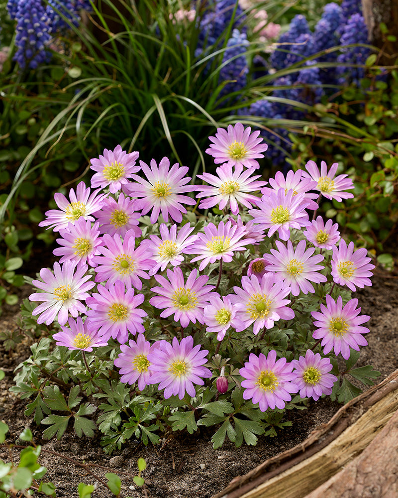 Balkaninvuokko Pink Star 15 kpl