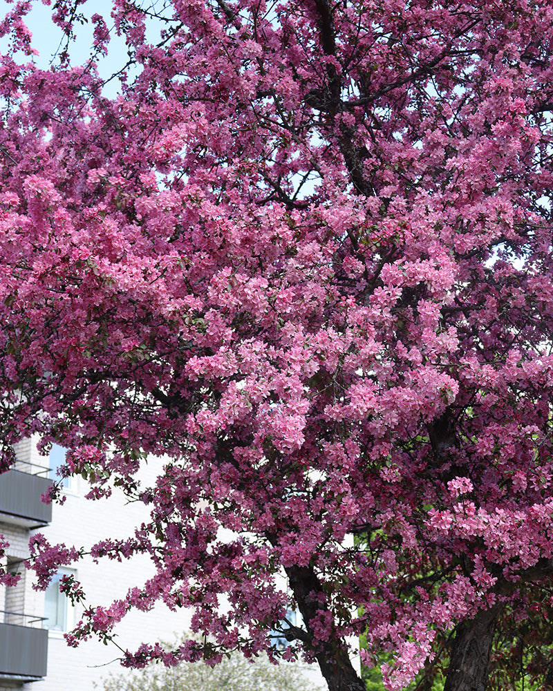 Purppuraomenapuu Rixi