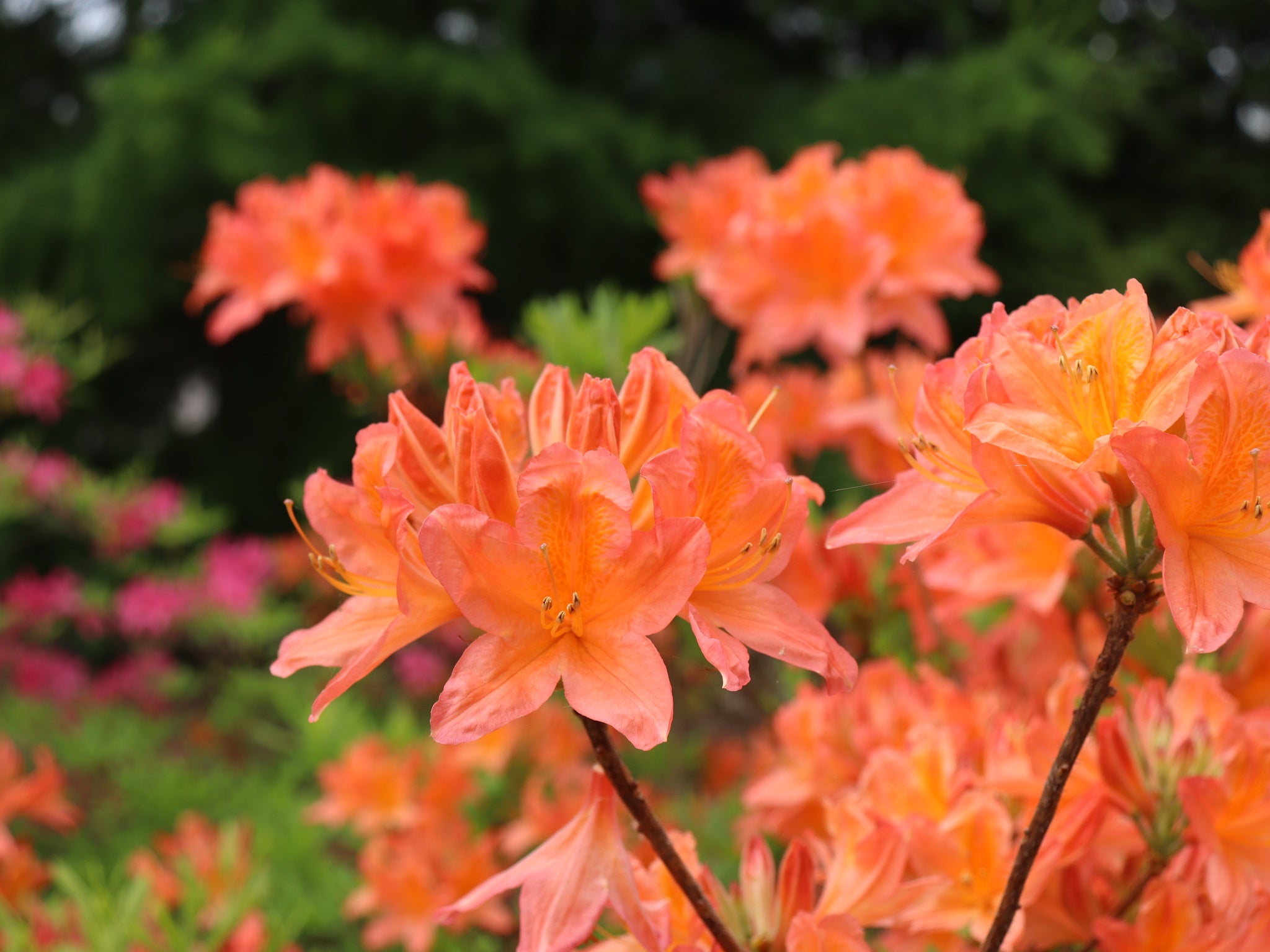 Revontuliatsalea Mandarin Lights