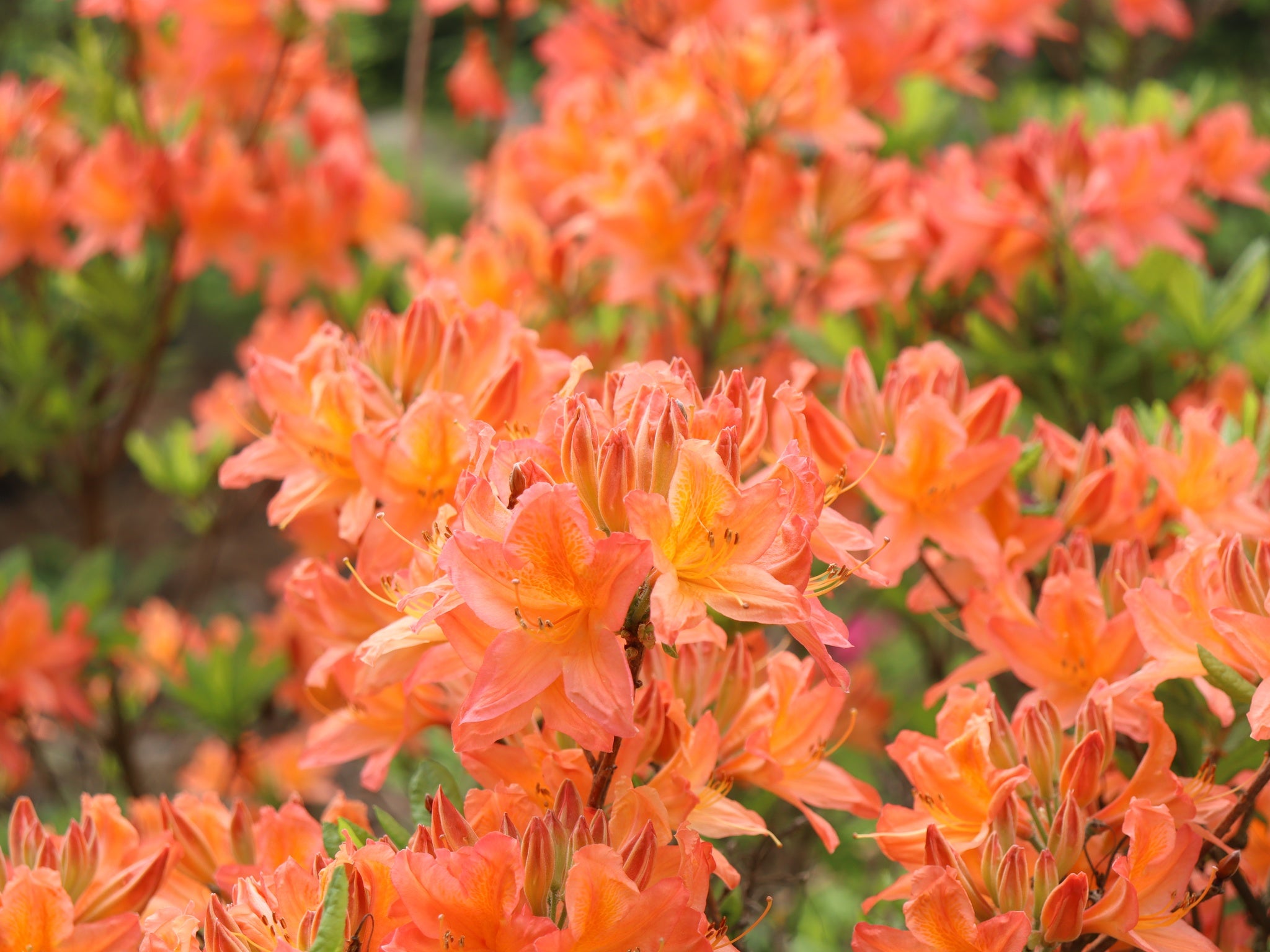 Revontuliatsalea Mandarin Lights