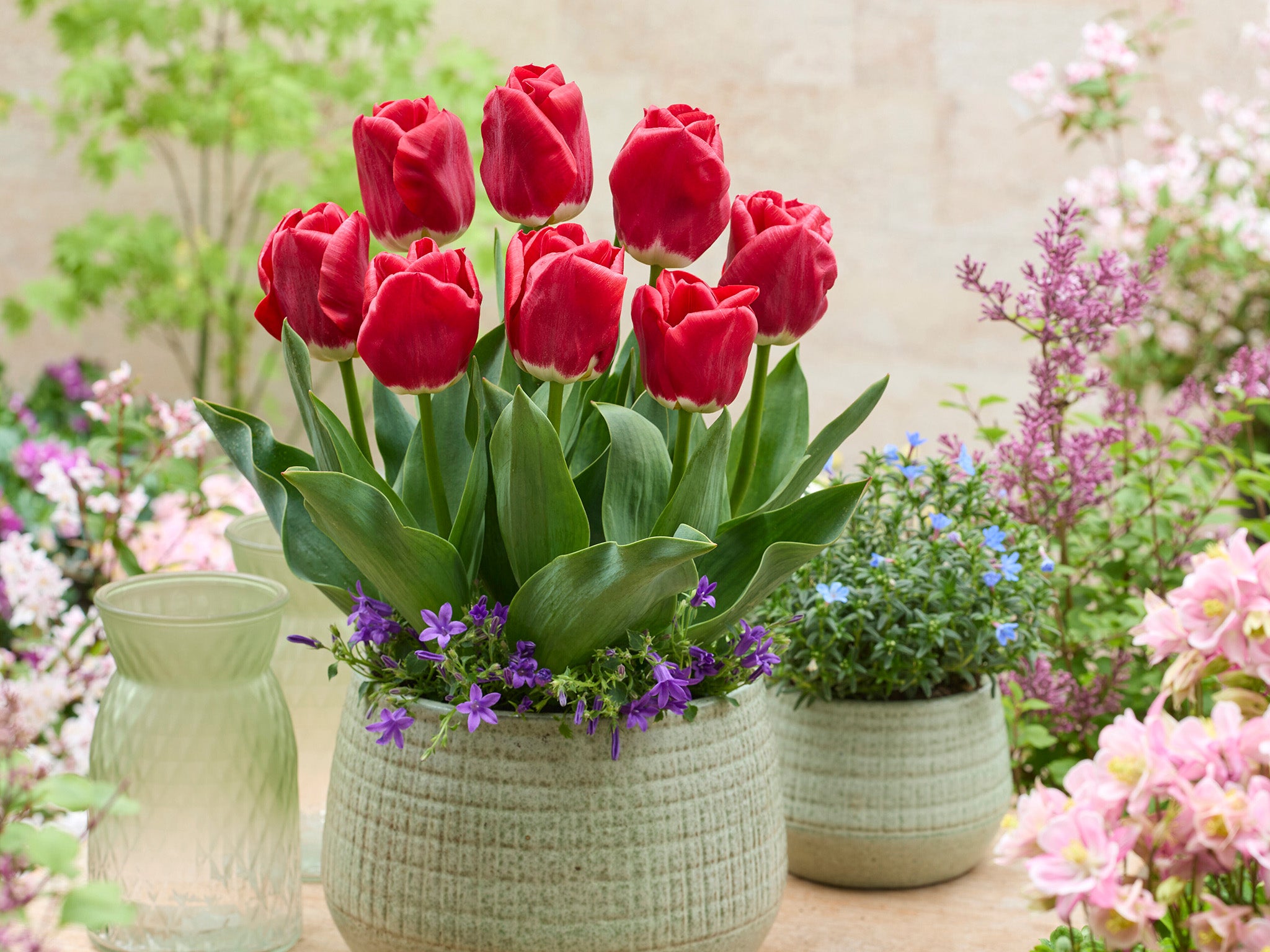 Matala tulppaani Calgary Red 10 kpl