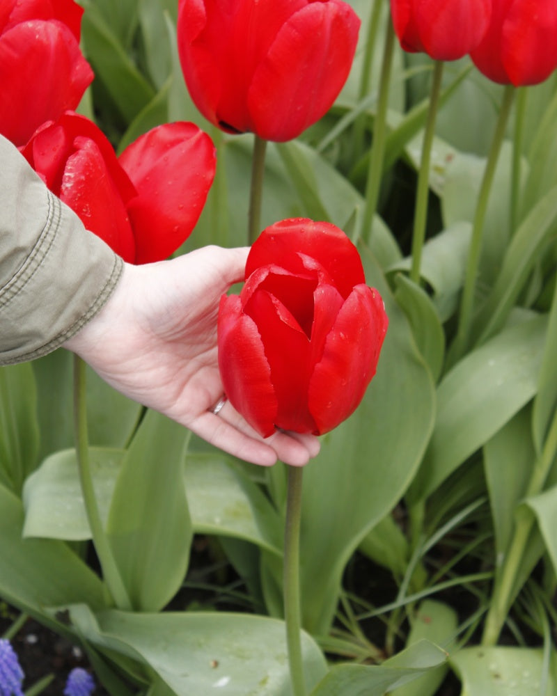 Darwintulppaani Red Impression 10 kpl