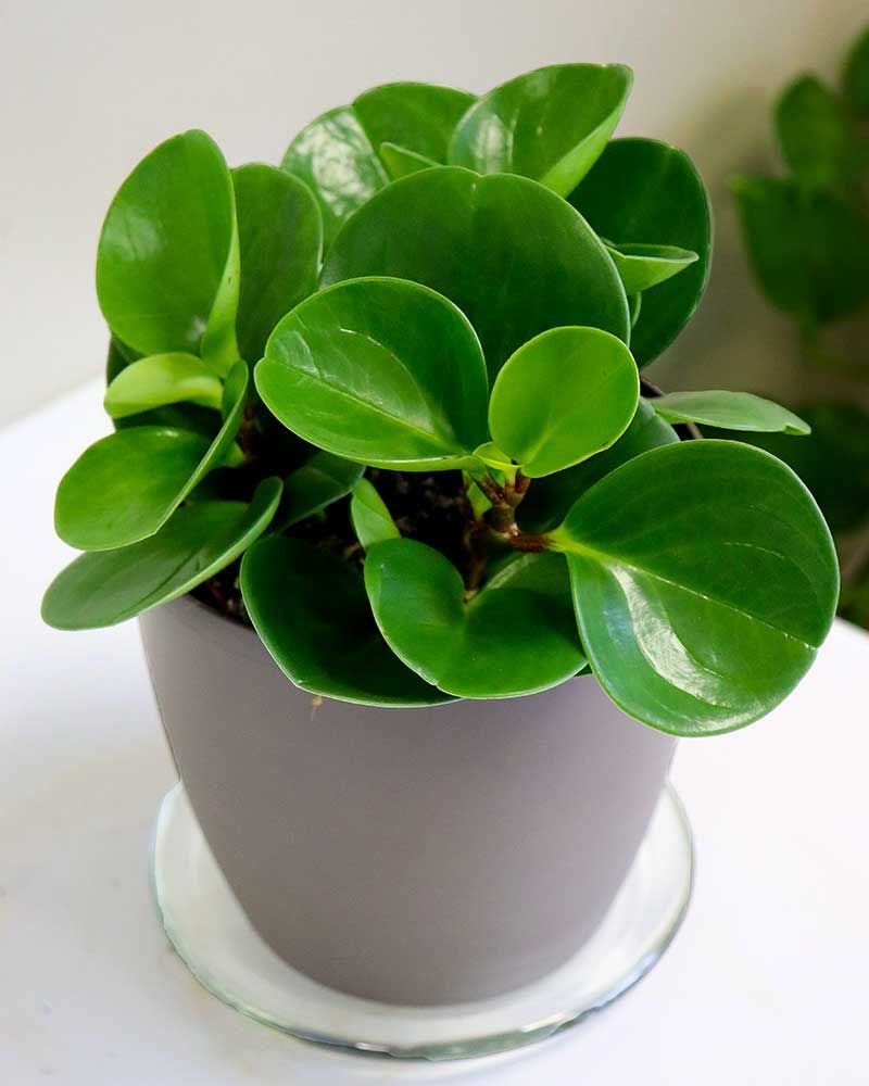 Amerikanmuori Green