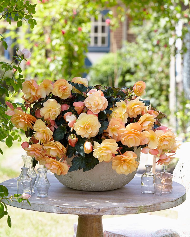 Begonia Fragrant Falls Peach