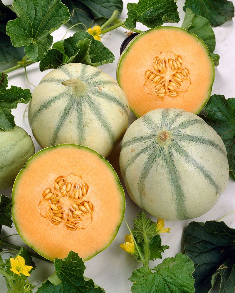 Cantaluponmeloni Bari 3 kpl