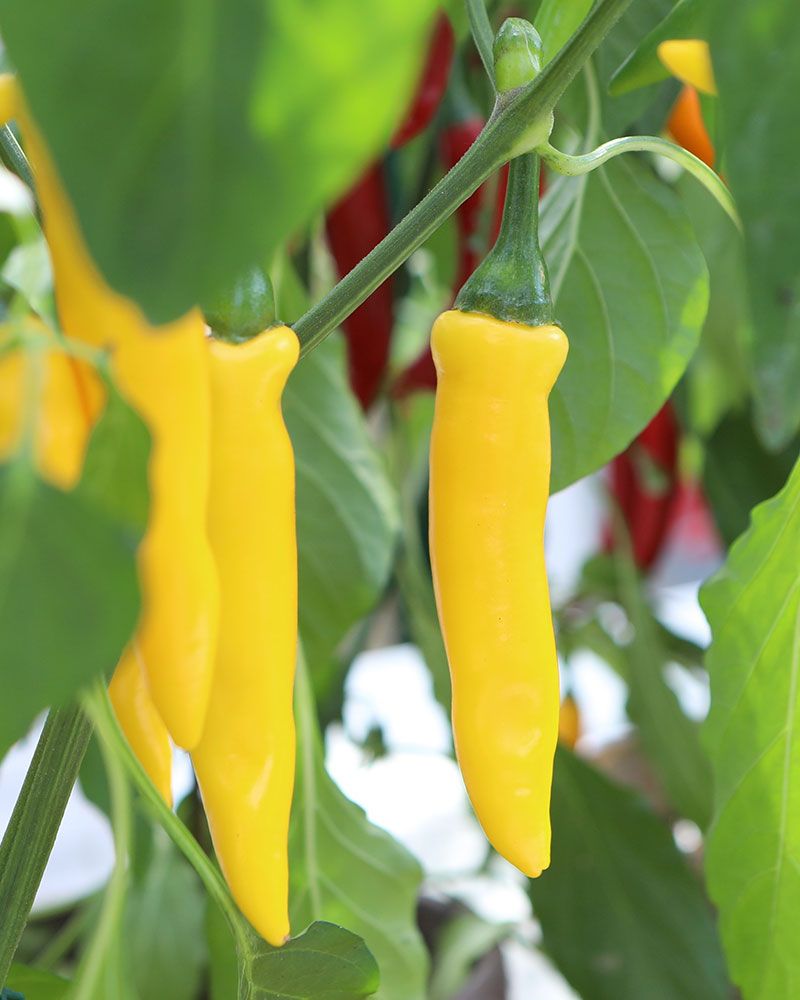Chilipaprika Koh Chang