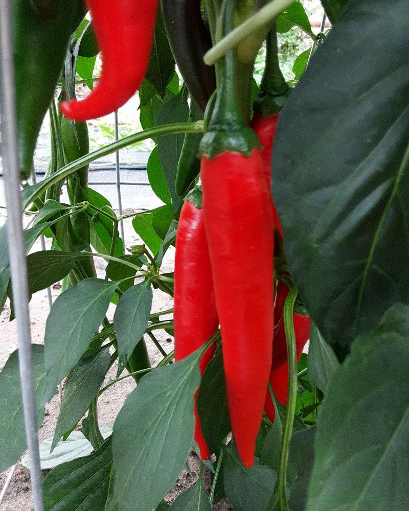 Chilipaprika Koh Samui