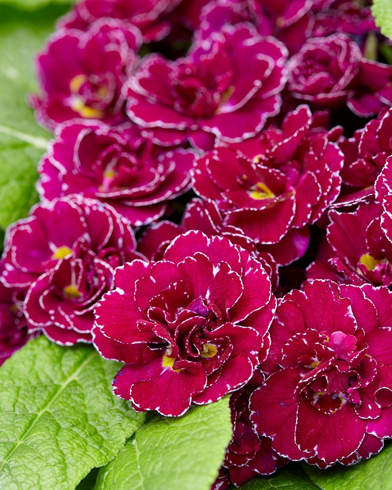 Kerrattu esikko Barnhaven Frou Frou