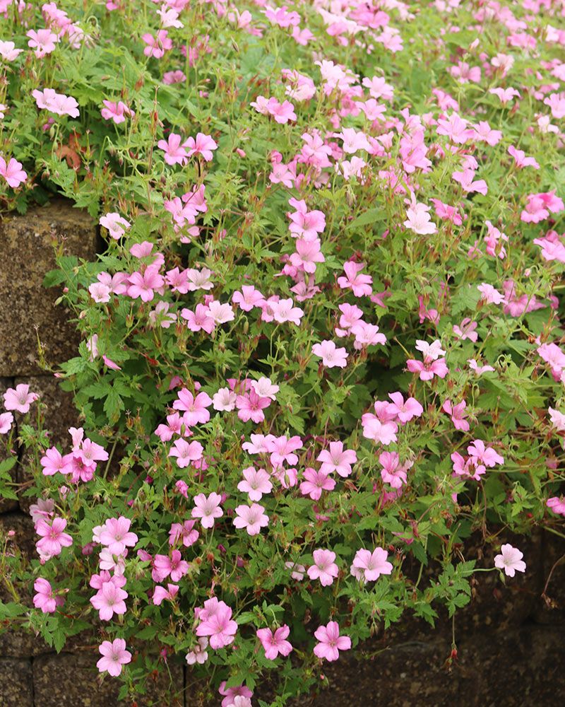 Espanjankurjenpolvi Wargrave Pink 3 kpl