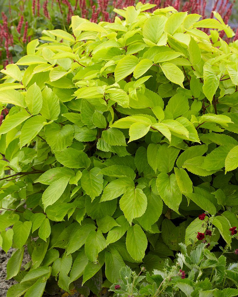 Hertta-aralia Sun King
