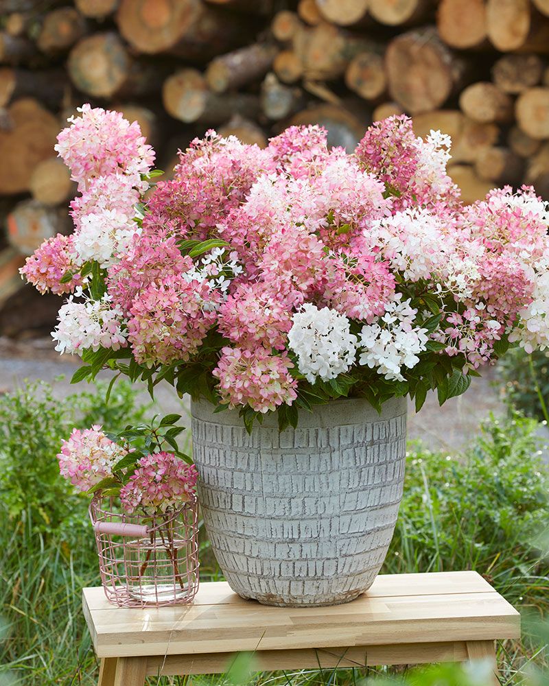 Minijapaninhortensia Groundbreaker® Blush