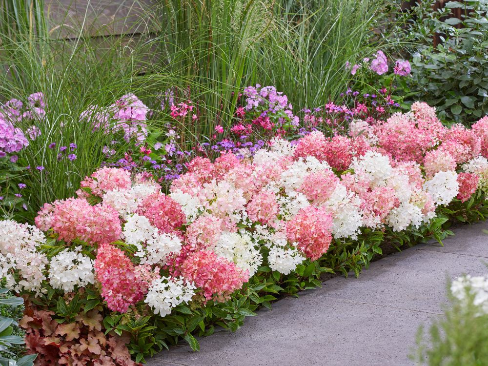 Minijapaninhortensia Groundbreaker® Blush