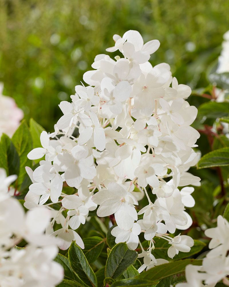 Minijapaninhortensia Groundbreaker® Blush