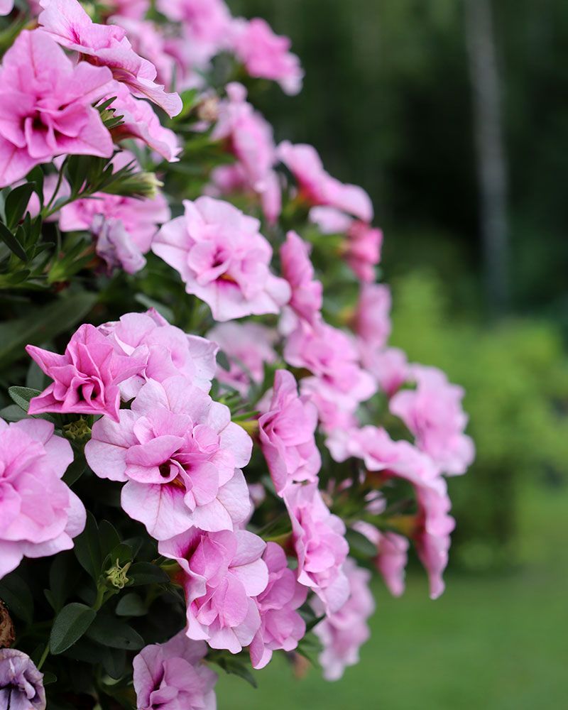 Kerrattu miljoonakello Double Pink Blush