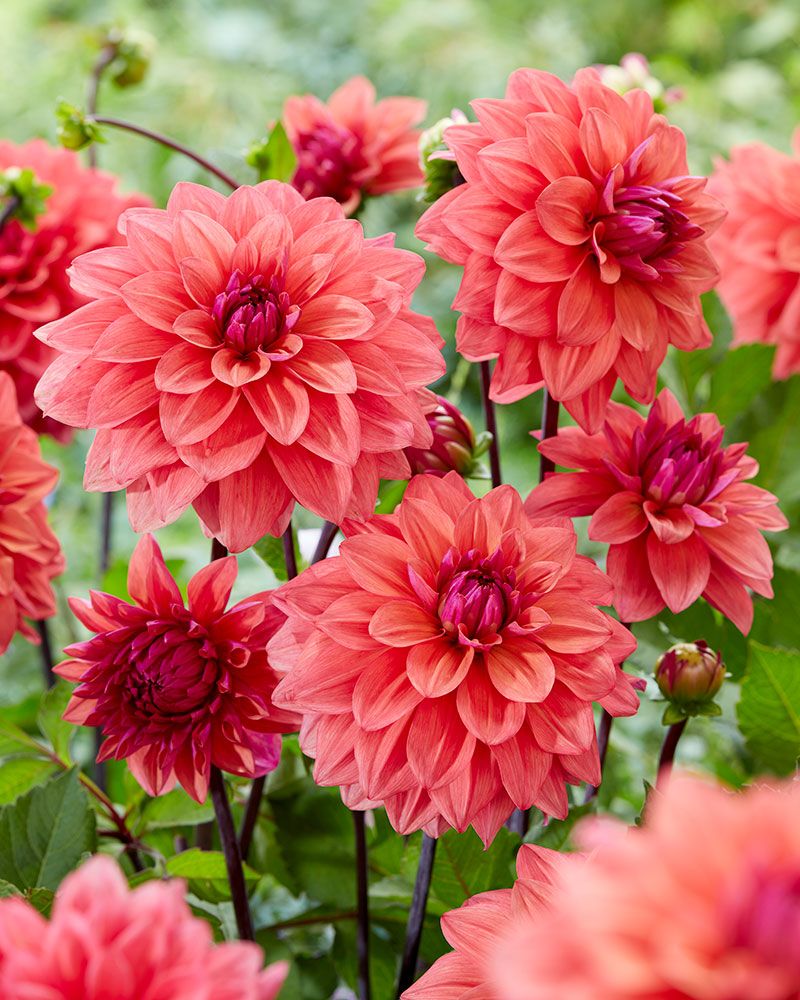 Koristedaalia American Dawn