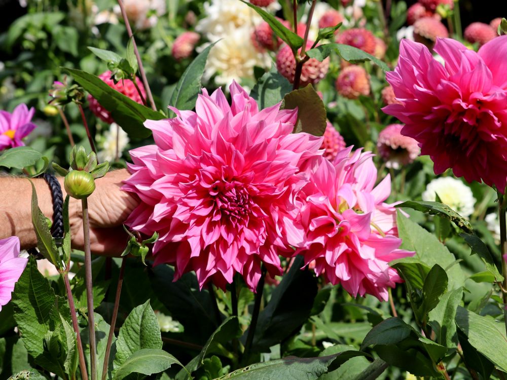 Koristedaalia Cafe au Lait Rose