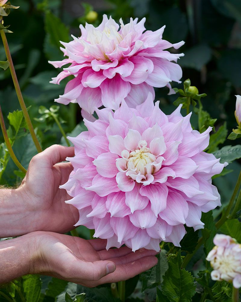 Koristedaalia Gitts Perfection