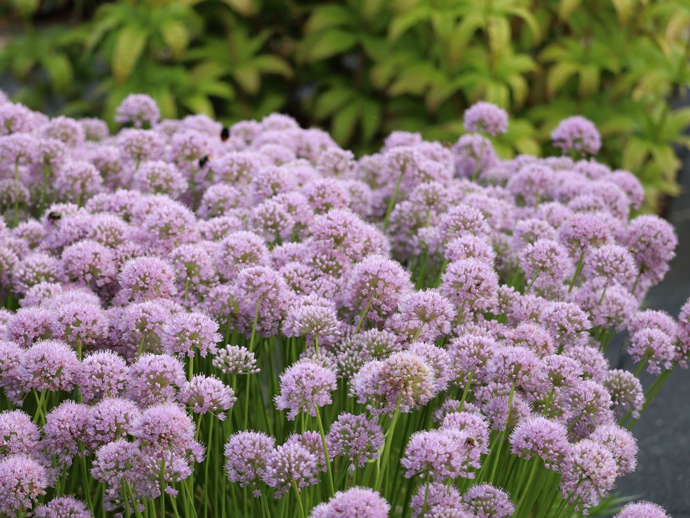 Koristelaukka Cobalt Millenium