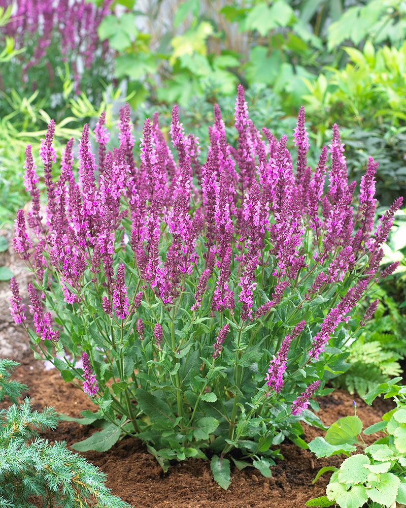 Lehtosalvia Synchro Pink