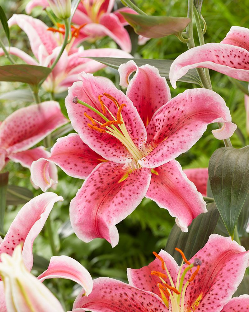 Oriental-lilja Stargazer 5 kpl