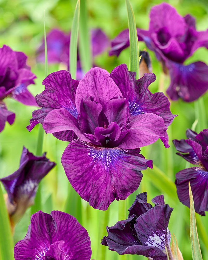 Loistokurjenmiekka Purplelicious 3 kpl