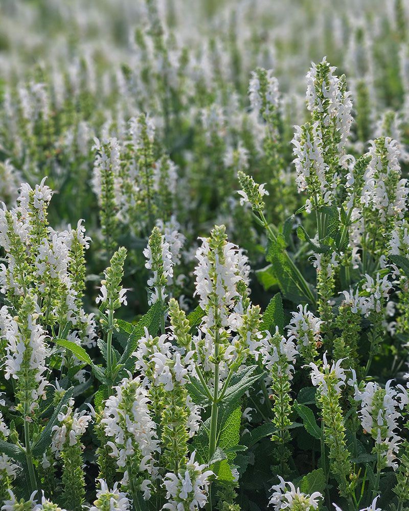Loistosalvia Schneehugel 3 kpl