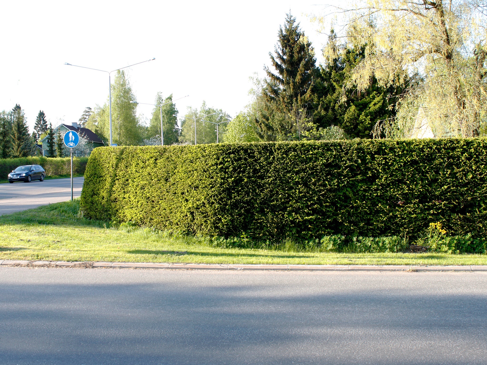 Metsäkuusen aitataimet 30 kpl