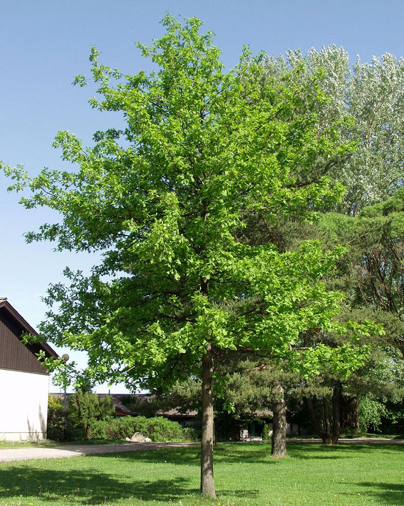 Metsätammi
