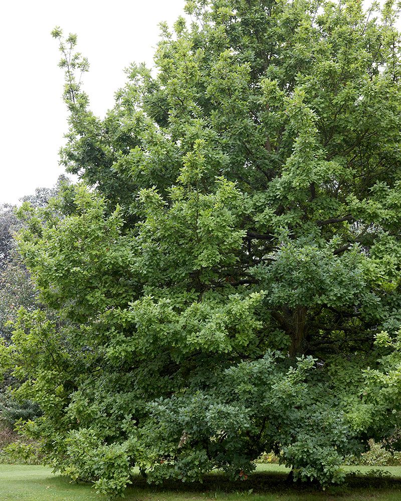 Metsätammi