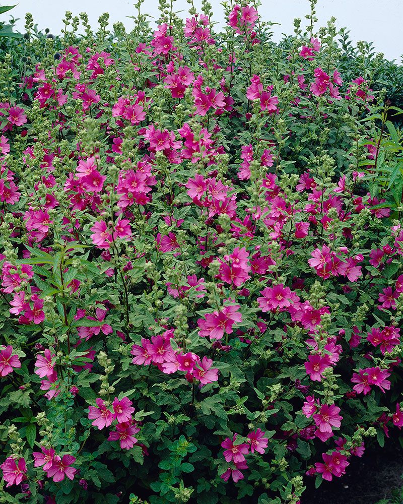 Pensasmalvikki Burgundy Wine