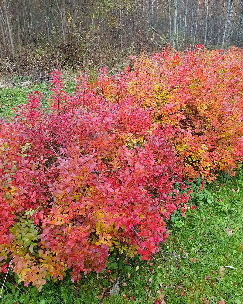 Pensasmustikka mix
