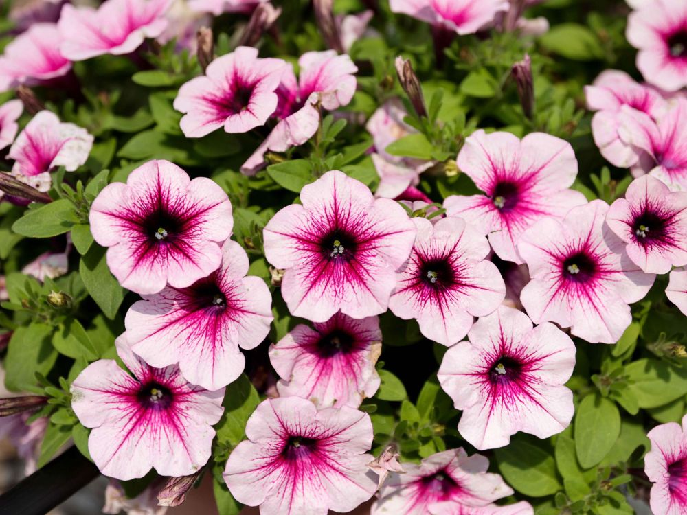 Petunia Berry Lace