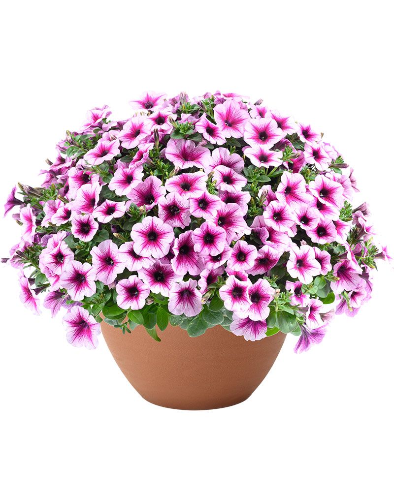 Petunia Berry Lace