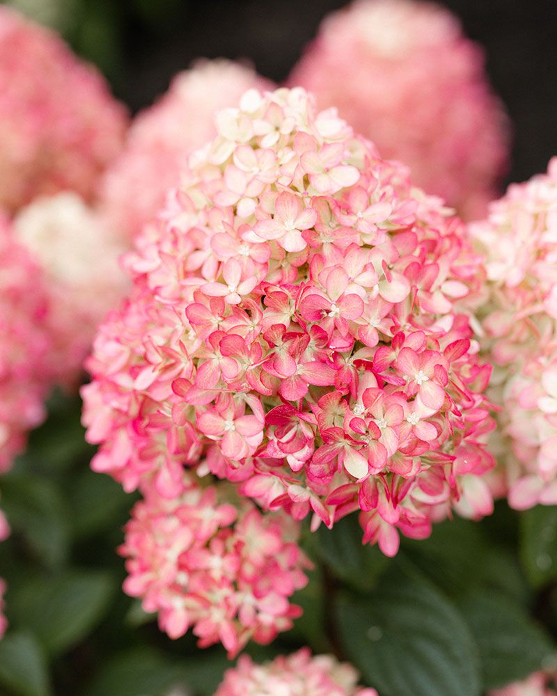 Pikkujapaninhortensia Living Little Love