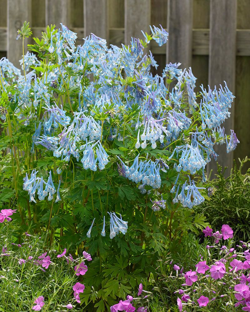 Safiirikiurunkannus Craigton Blue 3 kpl