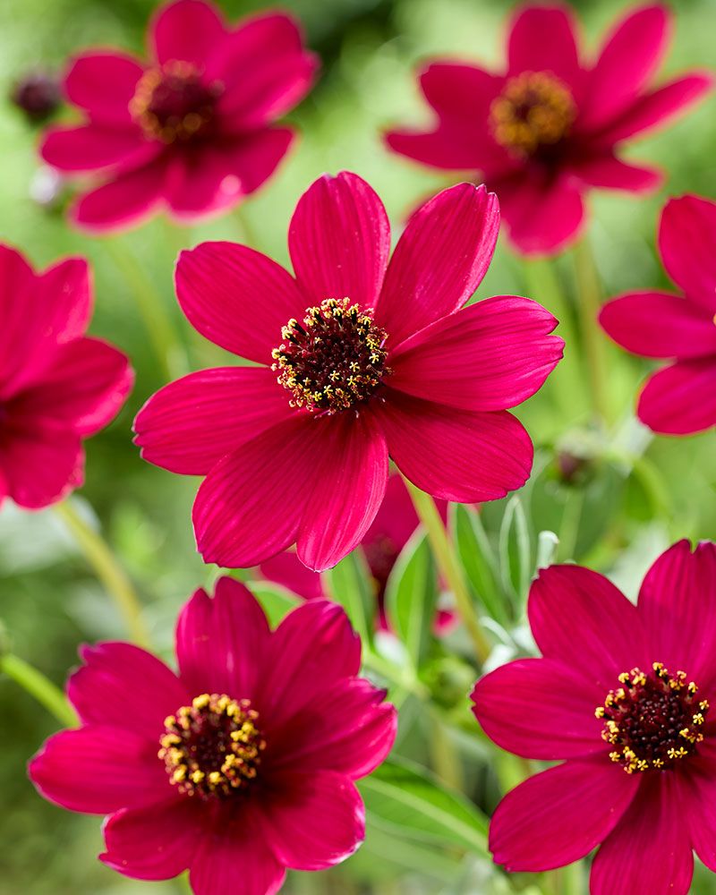 Suklaakosmos Cherry Chocolate