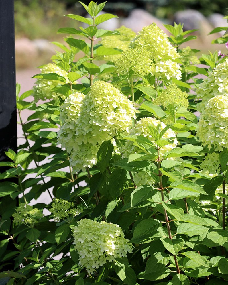 Syreenihortensia Limelight