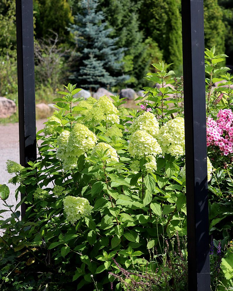 Syreenihortensia Limelight