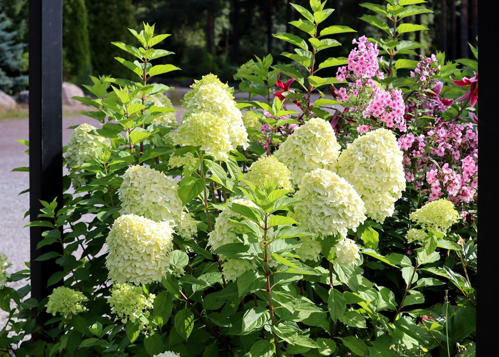 Syreenihortensia Limelight