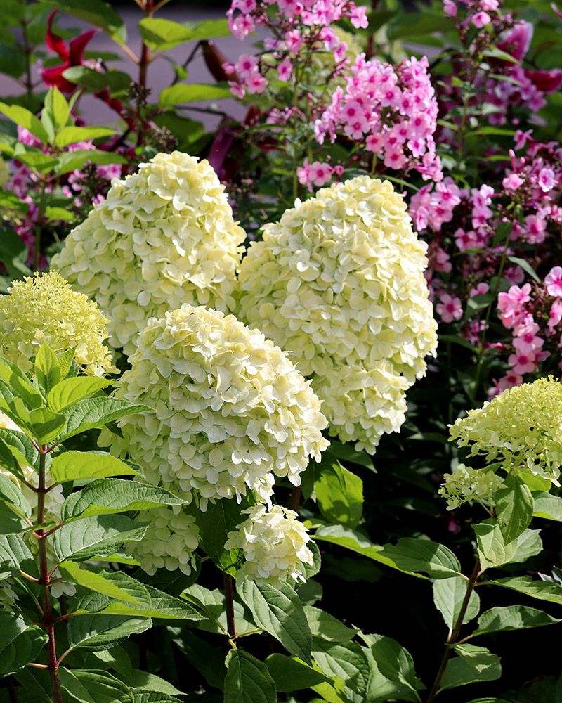 Syreenihortensia Limelight