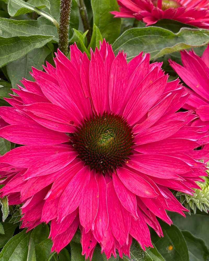 Tarhapunahattu Sweet Fuchsia