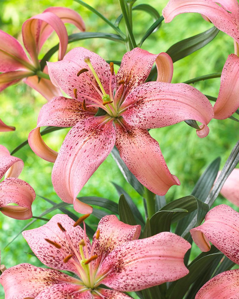 Värililja Morpho Pink 5 kpl
