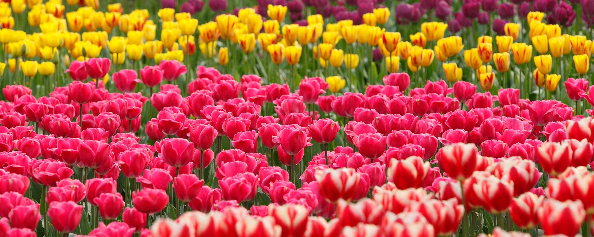Tulppaanit