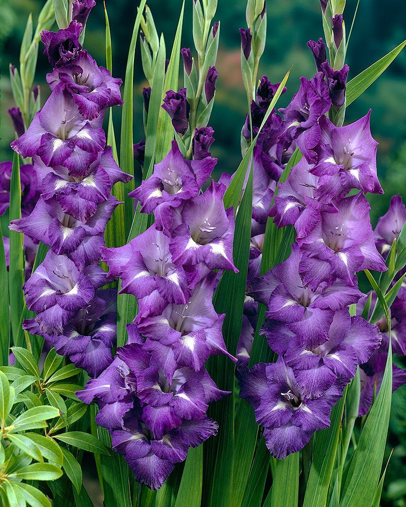 Gladiolus Blue Isle 10 kpl