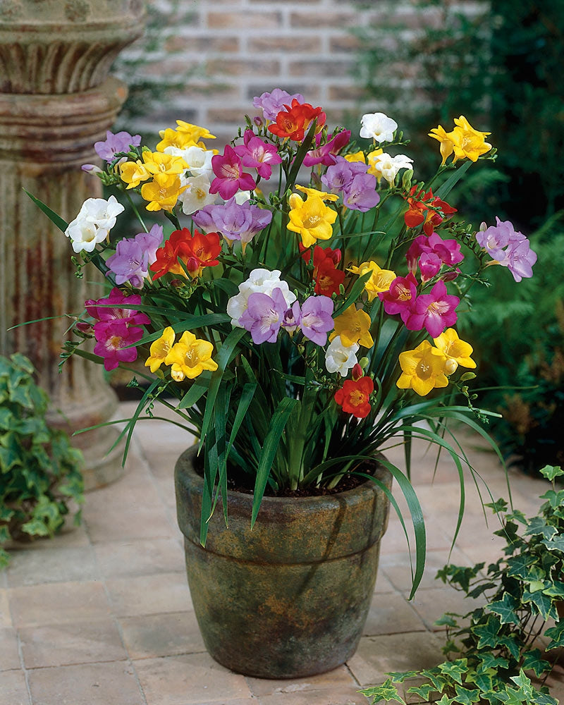 Freesia mix 40 kpl