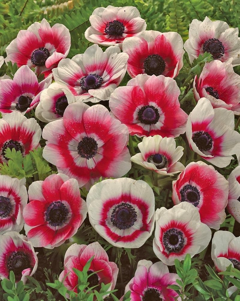 Kruunuvuokko Bicolor 20 kpl