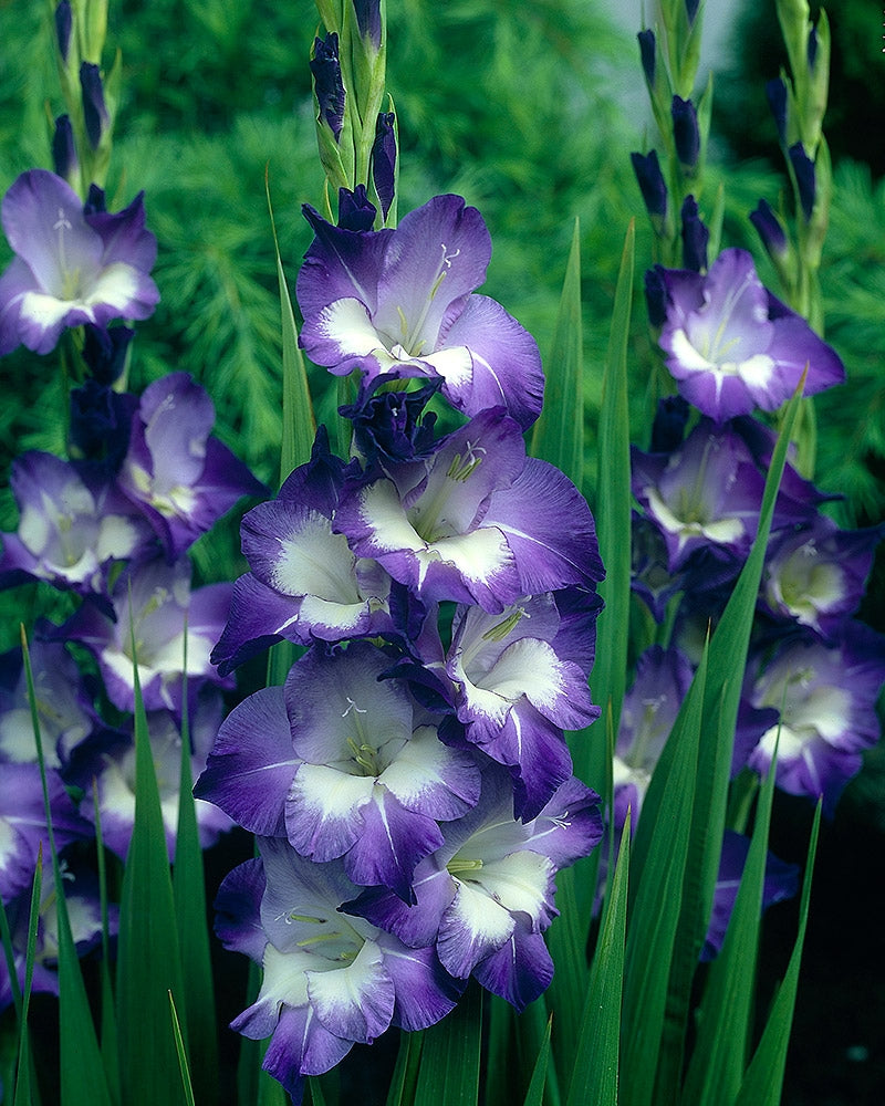 Gladiolus Nori 10 kpl