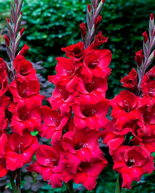 Gladiolus First Blood 10 kpl