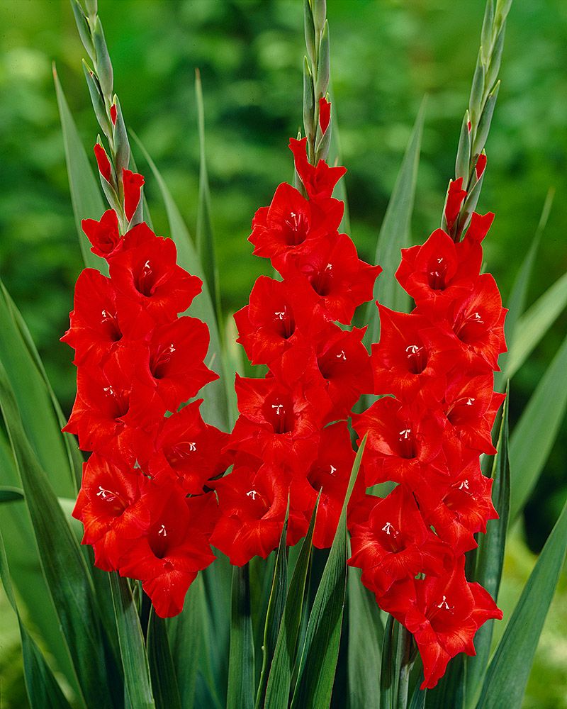 Gladiolus Magma 10 kpl